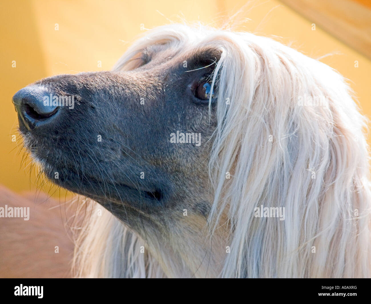 Afghanische Hund Stockfoto