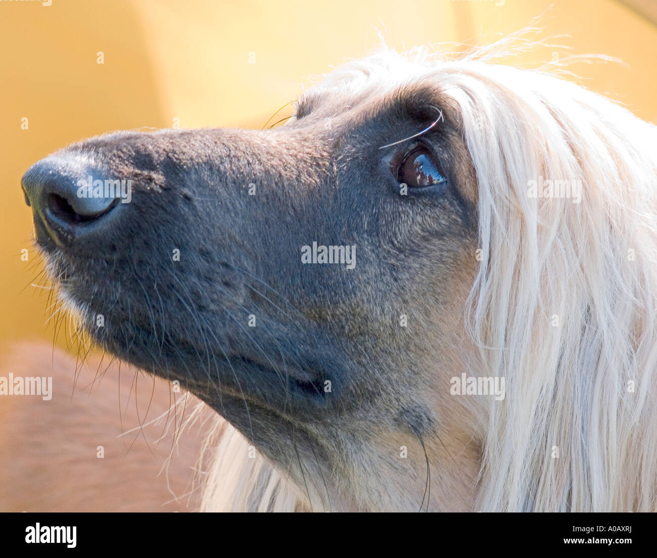 Afghanische Hund Stockfoto