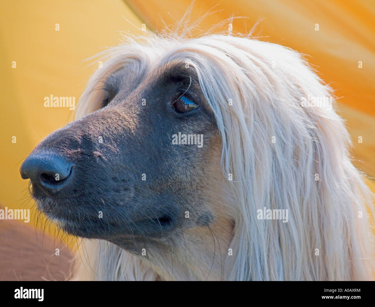 Afghanische Hund Stockfoto