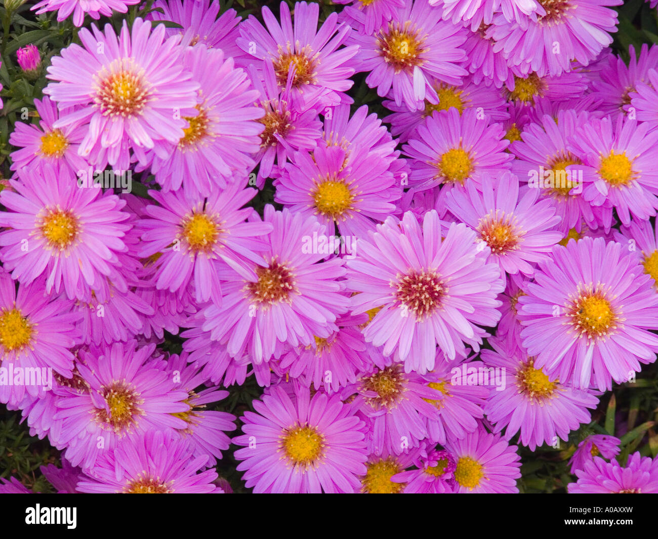 Aster Dumosus Stockfotos & Aster Dumosus Bilder Alamy