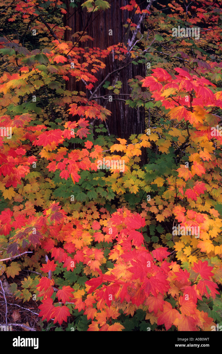 Rebe Ahorn Acer Circinatum wächst in Mount Rainier Nationalpark, Cascade Mountain Range, Washington, USA Stockfoto