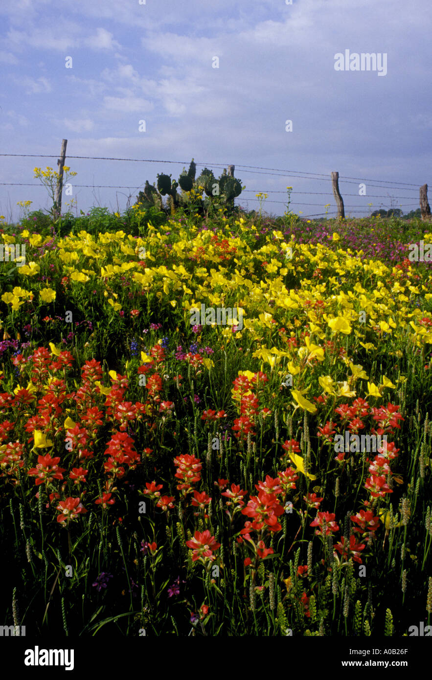 Mixed Texas Wildblumen im Süden von Texas in der Nähe von Jourdanton Texas in Richtung Devine Texas Stockfoto