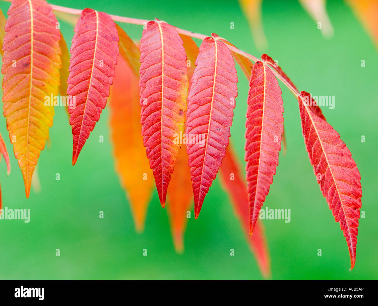 Staghorn Sumach Blätter im Herbst Rhus typhina Stockfoto