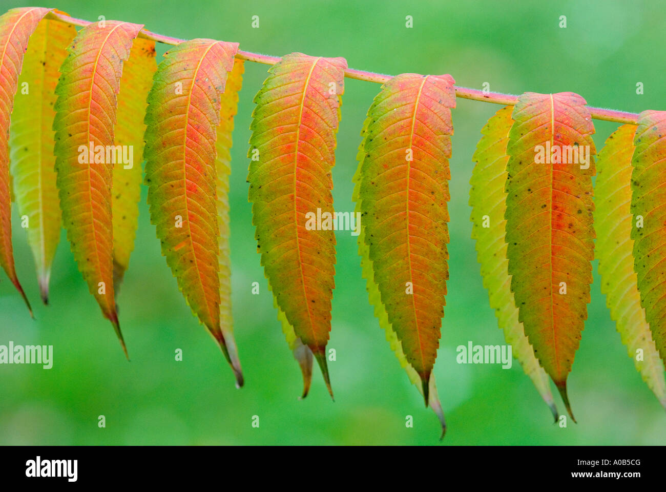 Staghorn Sumach Blatt im Herbst Rhus typhina Stockfoto