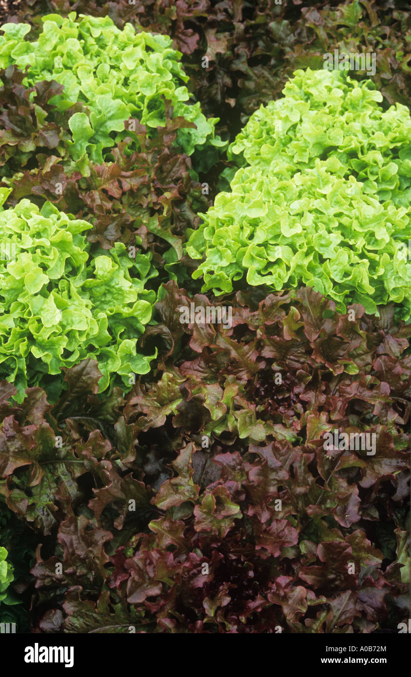 Nahaufnahme von Reifen Licht lockig-leaved Kopfsalat mit violett-rot für dekorative und kulinarische Zwecke interplanted Stockfoto