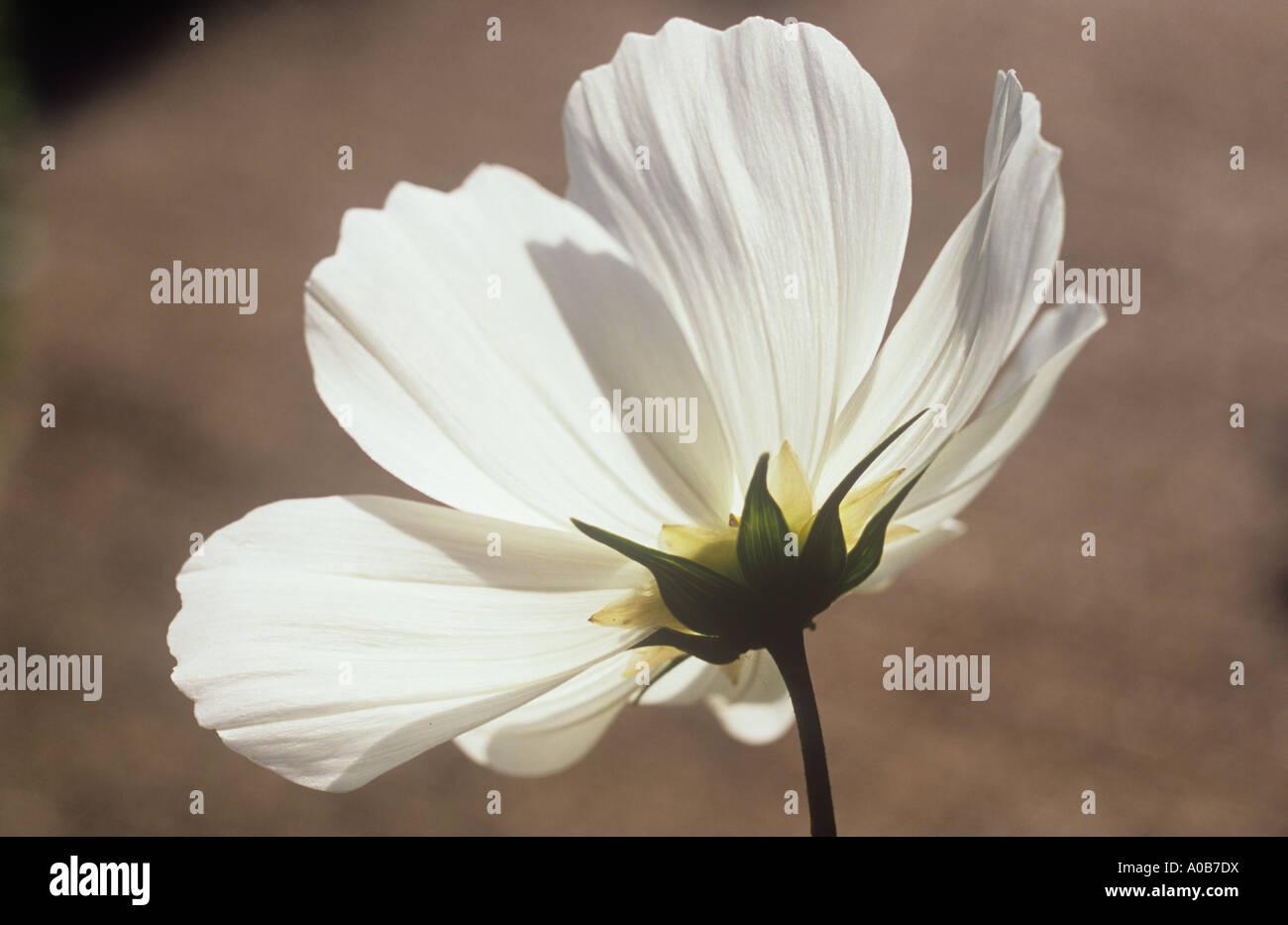 Nahaufnahme von hinten von sonnigen beleuchtete weiße Blütenblätter Flowerhead einer oder Cosmos Bipinnatus mit Erde Hintergrund Stockfoto