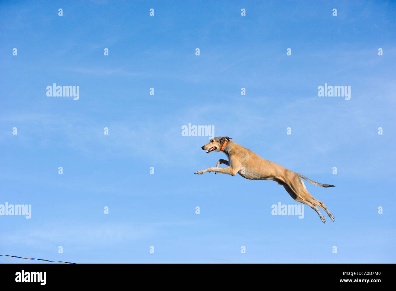 Springenden Hund Hund springen Wettbewerb Stockfoto