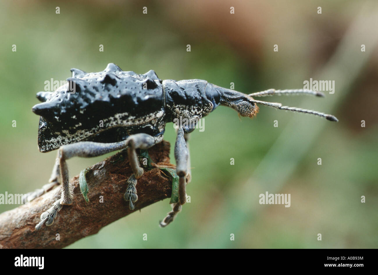 Schnauze Käfer, Käfer (wahre Rüsselkäfer) (Curculionidae), Imago, Australien Stockfoto