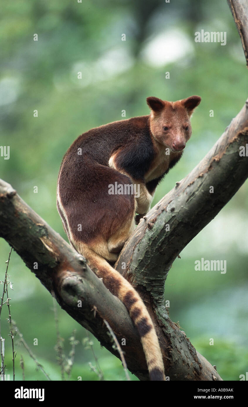 Bear "oder" schwarz-Baumkänguru (Dendrolagus Goodfellow), sitzt in einem Baum Stockfoto