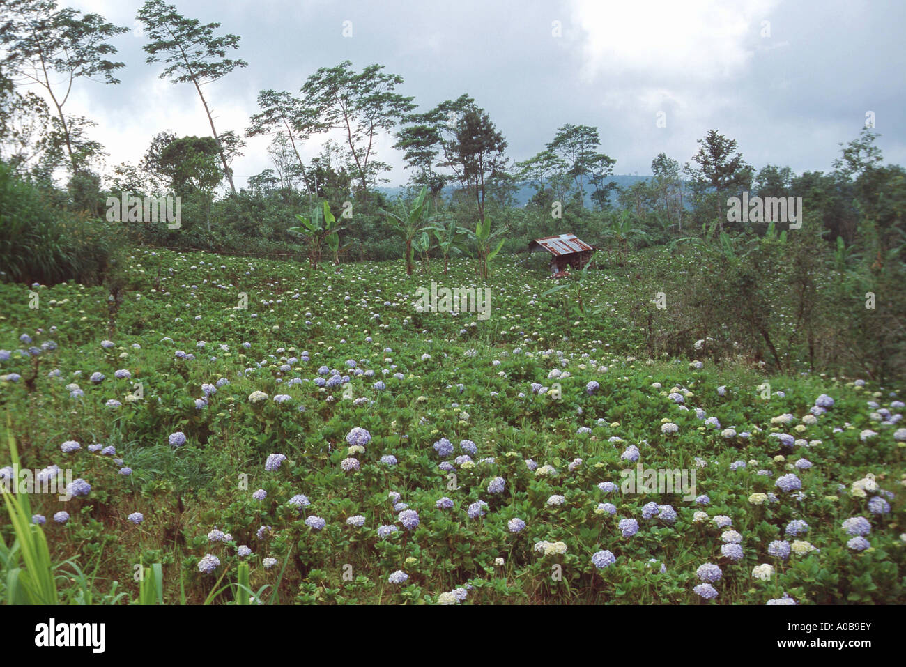 Hortensie (Hydrangea spec.), Bereich der Hortensie, Indonesien Stockfoto