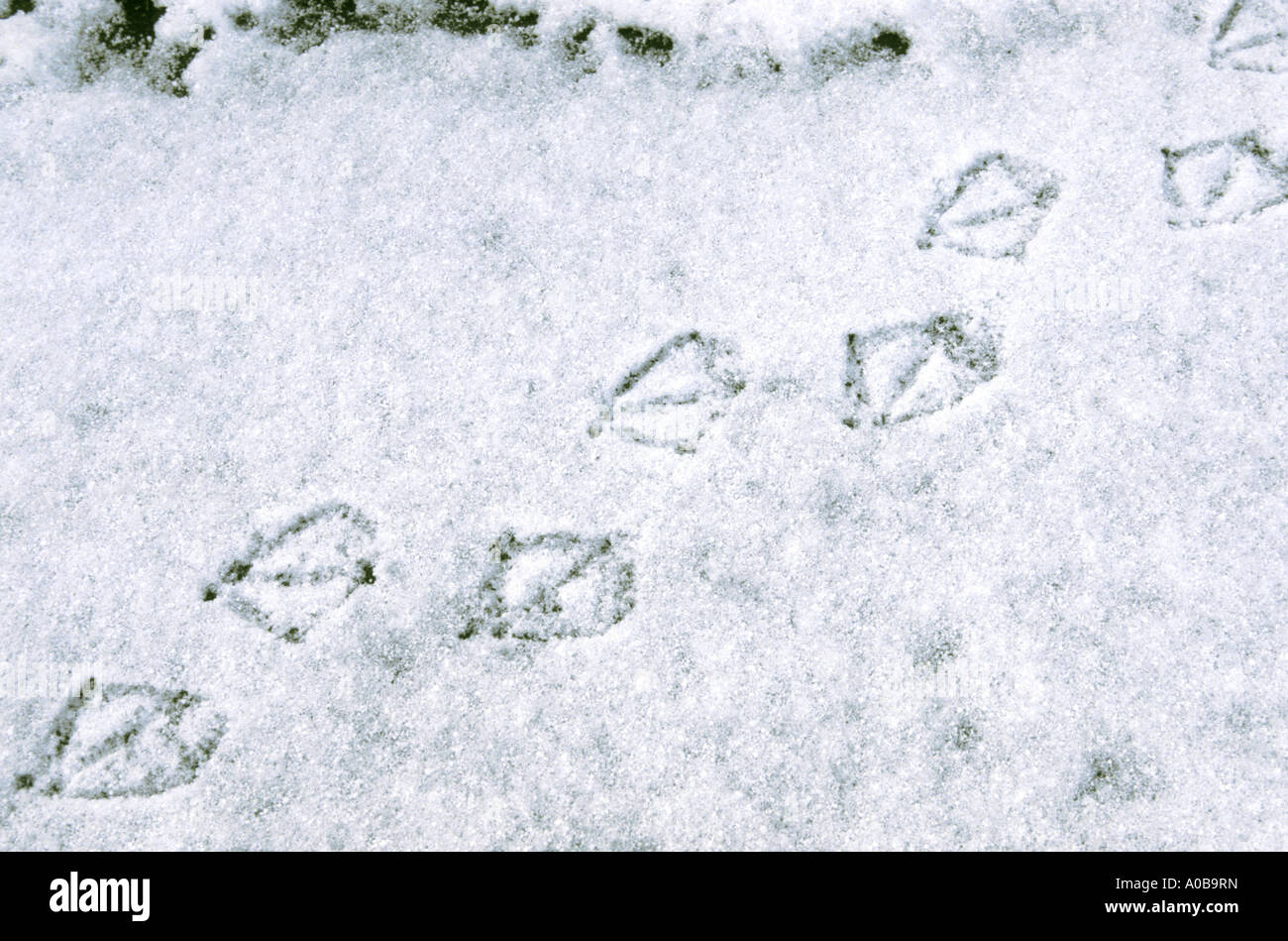 Stockente (Anas Platyrhynchos), Spuren im Schnee Stockfoto