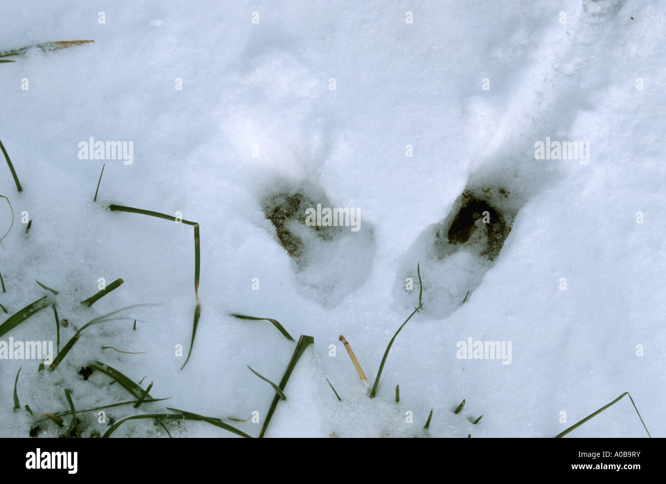 Reh (Capreolus Capreolus), Spuren im Schnee Stockfoto