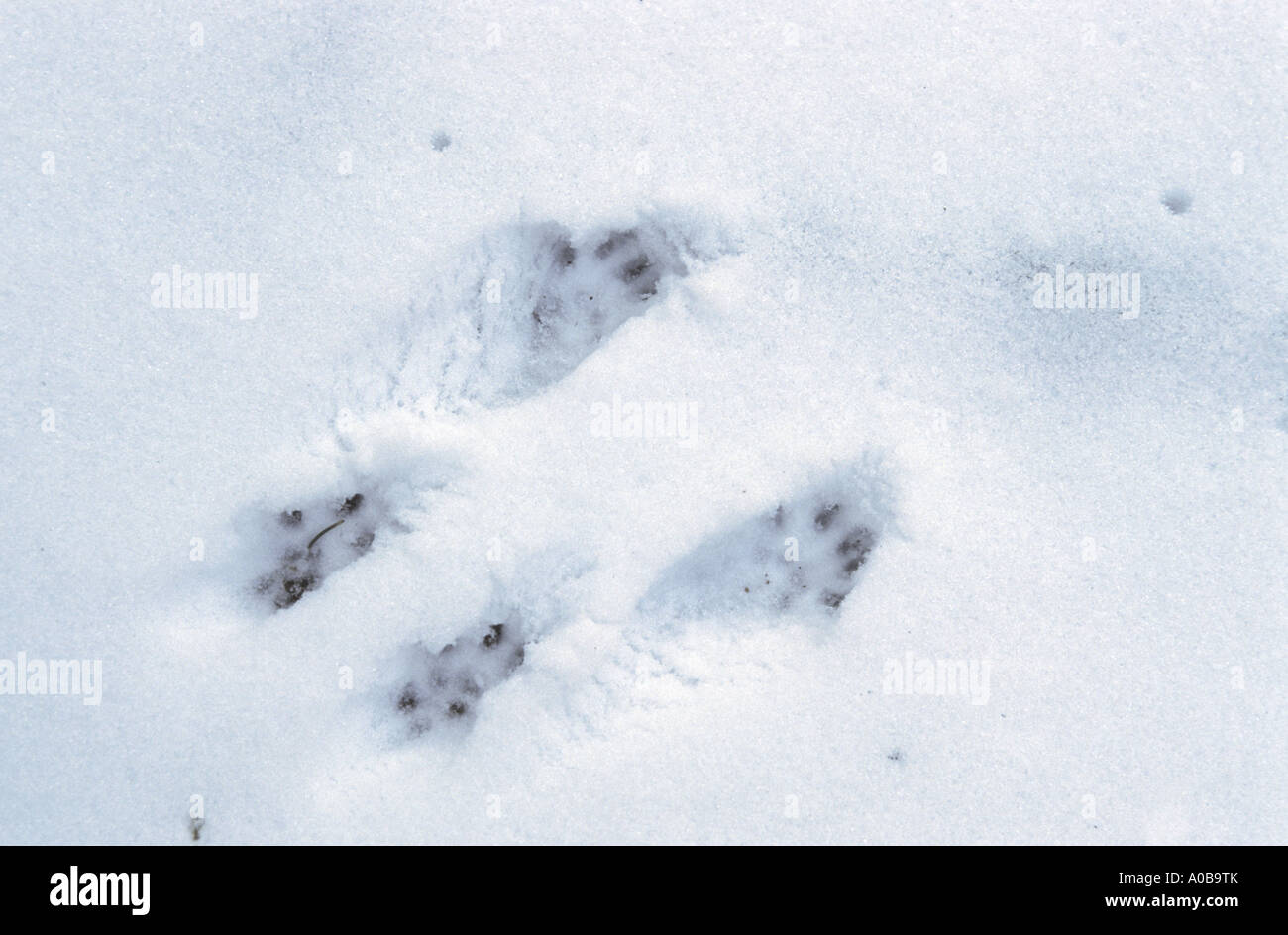 Europäische Eichhörnchen, eurasische Eichhörnchen (Sciurus Vulgaris), Spuren im Schnee Stockfoto