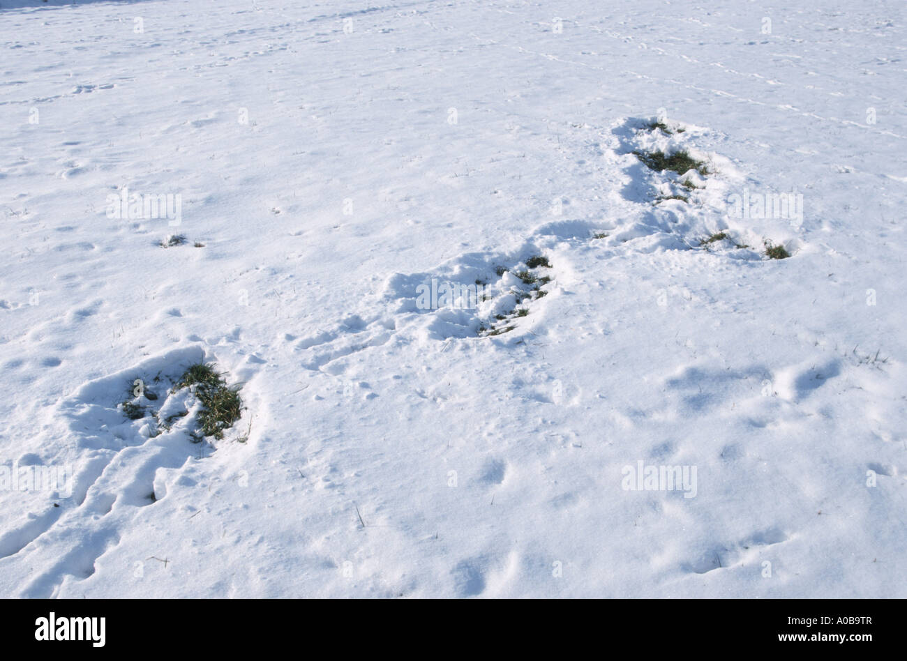 Reh (Capreolus Capreolus), Hinweise auf Nahrungssuche und Spuren im Schnee Stockfoto
