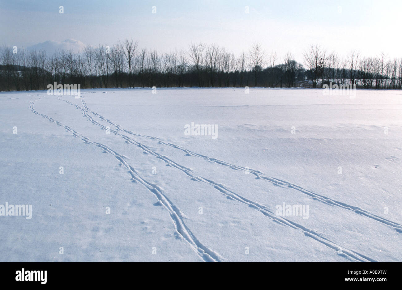 Reh (Capreolus Capreolus), Spuren im Schnee auf einem Feld Stockfoto