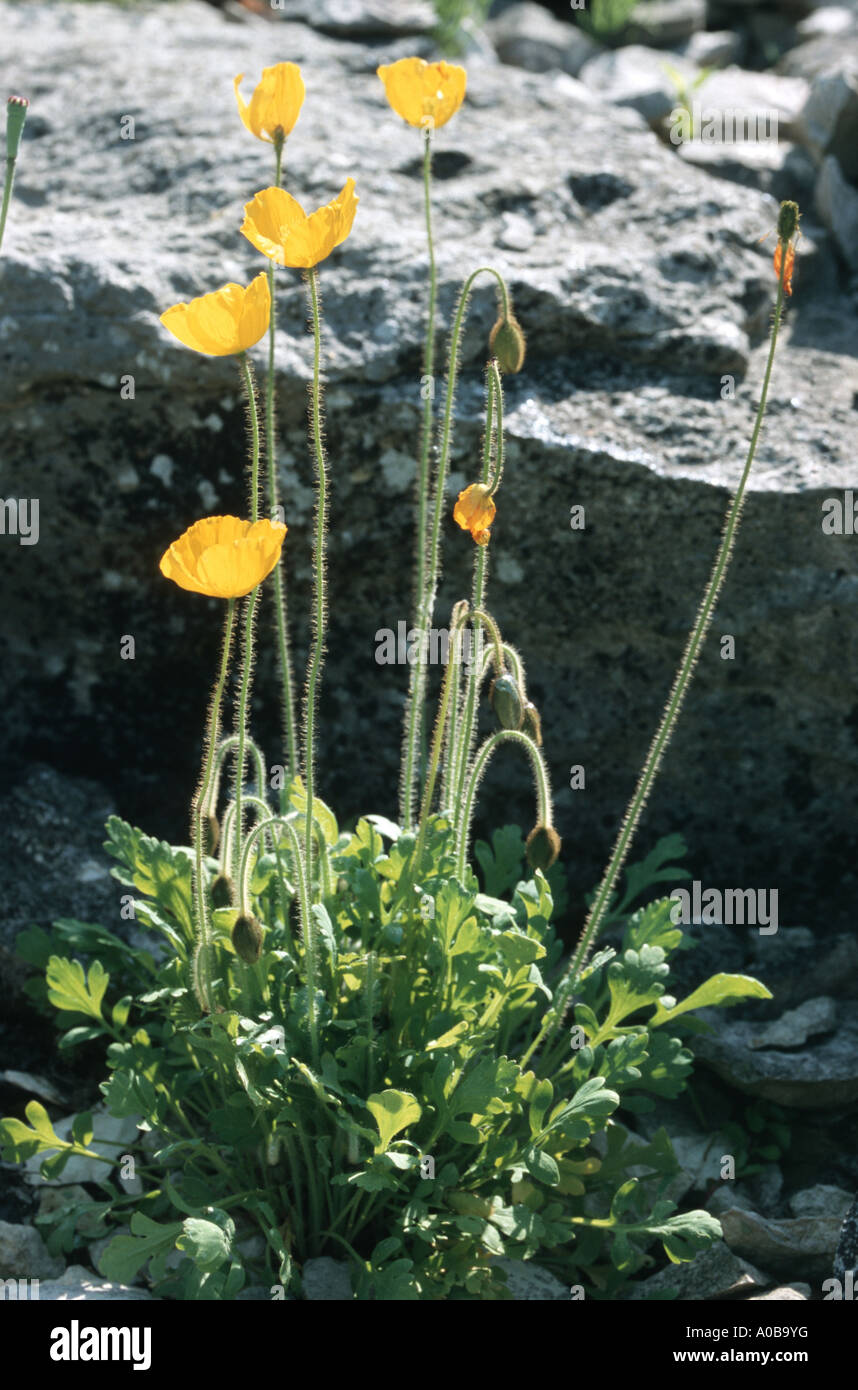 Rhaeticum Mohn (Papaver Rhaeticum), blühen Stockfoto