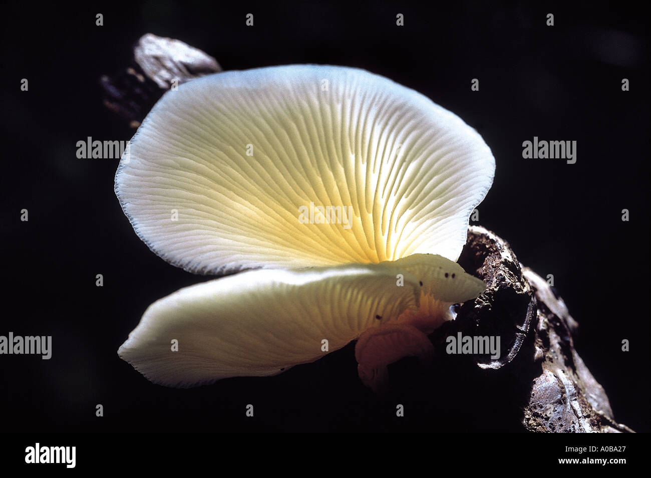 Pleurotus sp Klasse Homobasidiomycetes Serie Hymenomycetes Ordnung Agaricales kleine weiße Pleurotus wächst auf Holz Stockfoto
