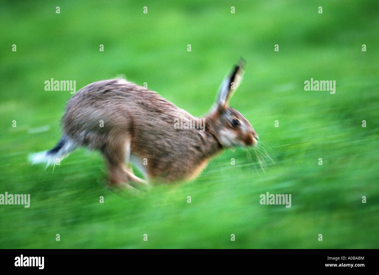 Feldhase (Lepus Europaeus), laufen Stockfoto