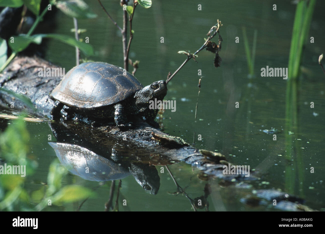 M orbicularis Fotos und Bildmaterial in hoher Auflösung Alamy