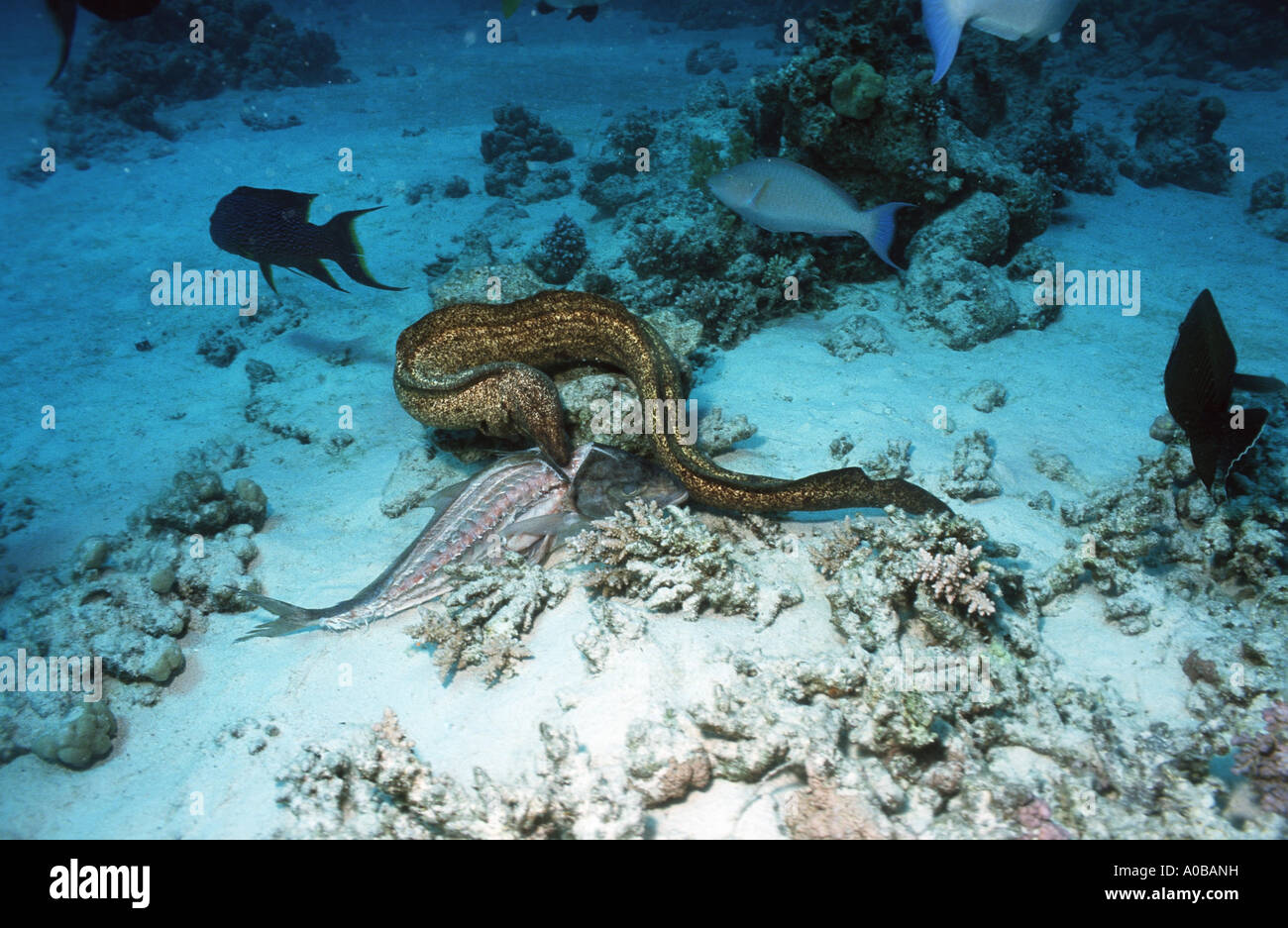 Gelb umrandeten Muräne (Gymnothorax Flavimarginatus), Fütterung der Fische, Ägypten Stockfoto
