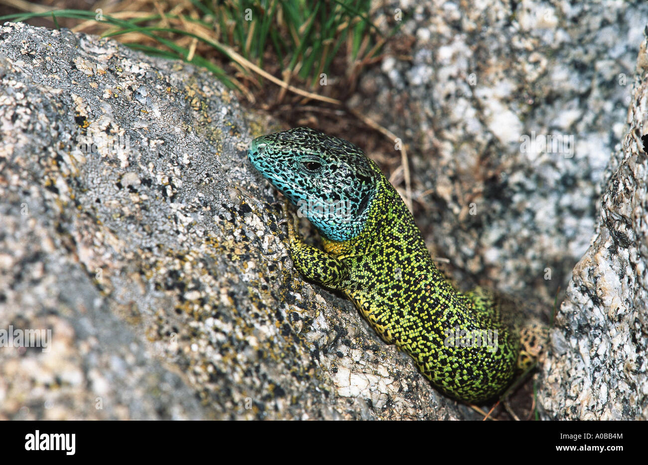 Schreibers Smaragdeidechse (Lacerta Schreiberi), Männlich, Spanien Stockfoto