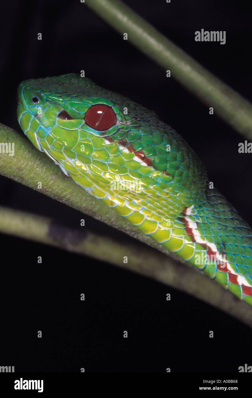 Trimeresurus Arten. Des Papstes / Normdaten Grubenotter. Giftige. Arunachal Pradesh, Indien. Stockfoto