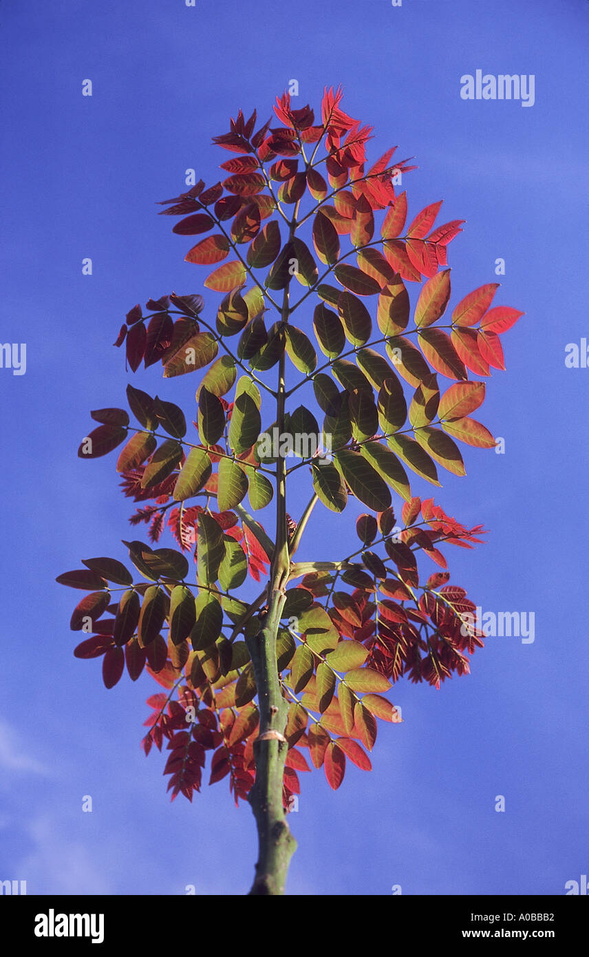 Neue Laub Acrocarpus Fraxinifolius rosa Zeder Familie Leguminosae Stockfoto
