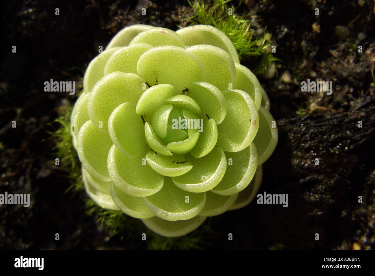 Essers Fettkraut (Pinguicula Esseriana), verlässt Grundrosette mit Drüsen für den Fang von Insekten Stockfoto