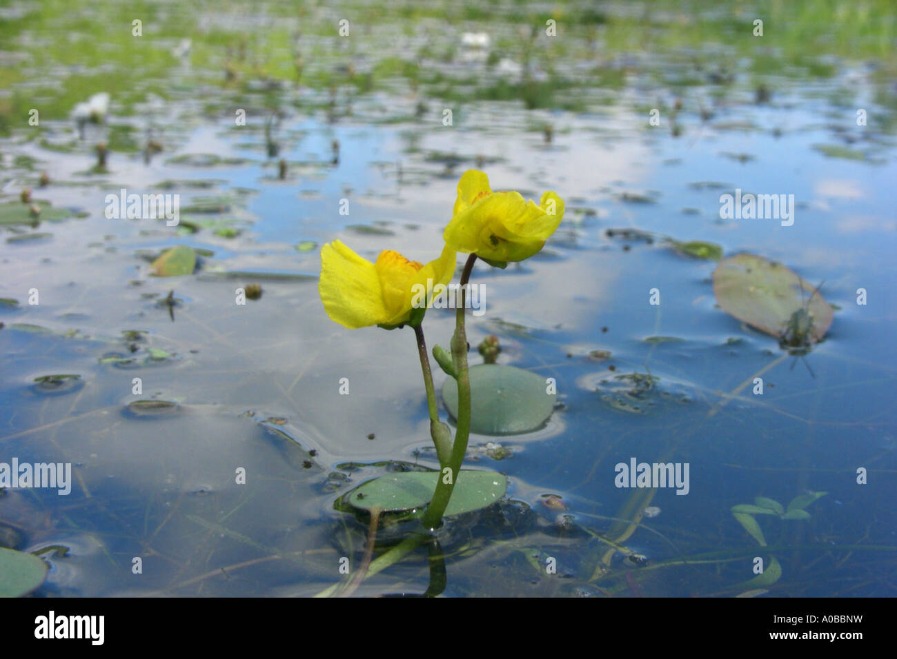 westlichen stehenden (Utricularia Australis), blühen in einem Teich Heide, Deutschland, North Rhine-Westphalia, Hohe Mark Stockfoto