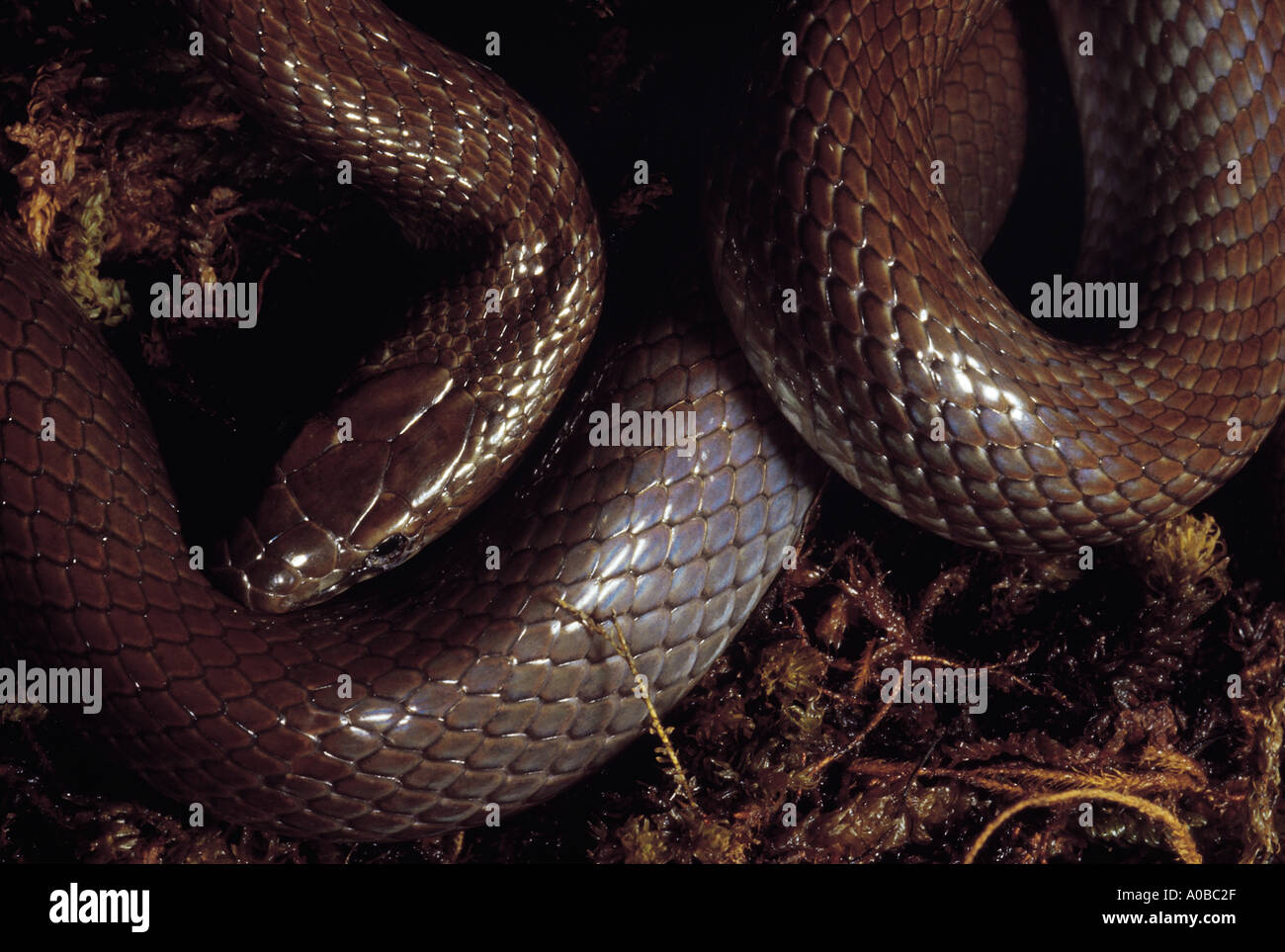 Coronella brachyura indischen glatte Schlange extrem seltenen Schlange nicht giftigen Dies ist eines der wenigen Fotos, die existieren, Stockfoto