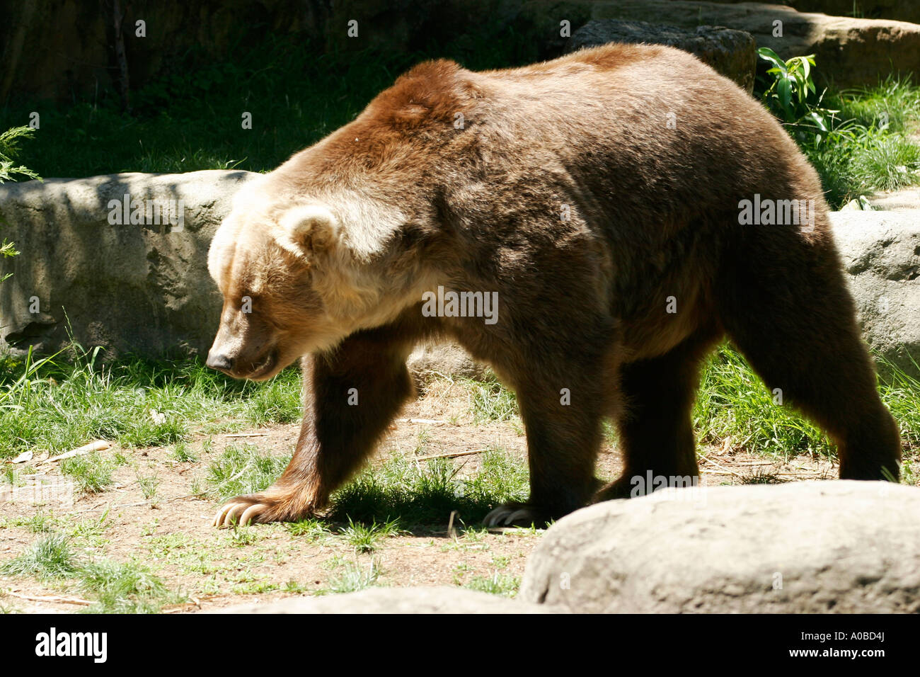Kodiak Bären im Taronga Zoo von Sydney New South Wales Australien. Stockfoto