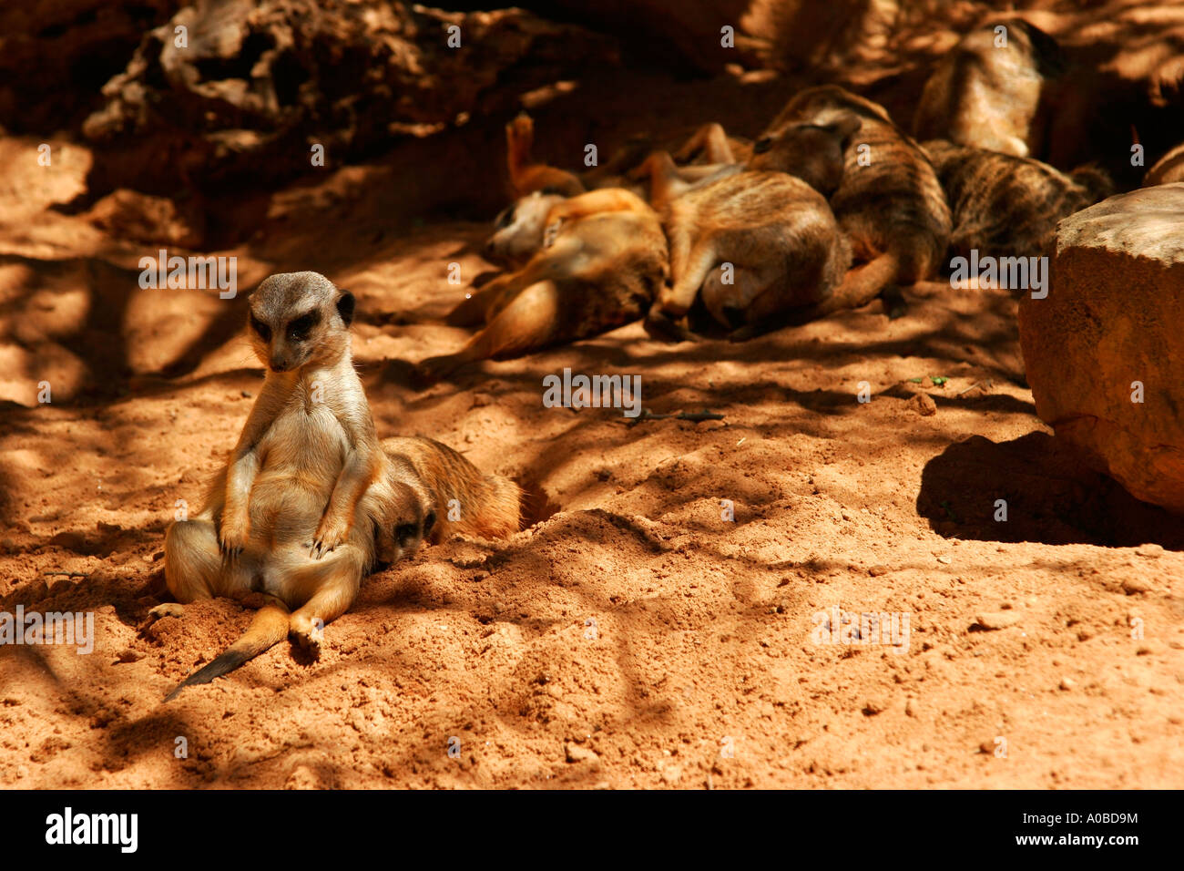 Slender-tailed Meerkat Suricata Suricatta im Taronga Zoo in Sydney New South Wales Australien. Stockfoto