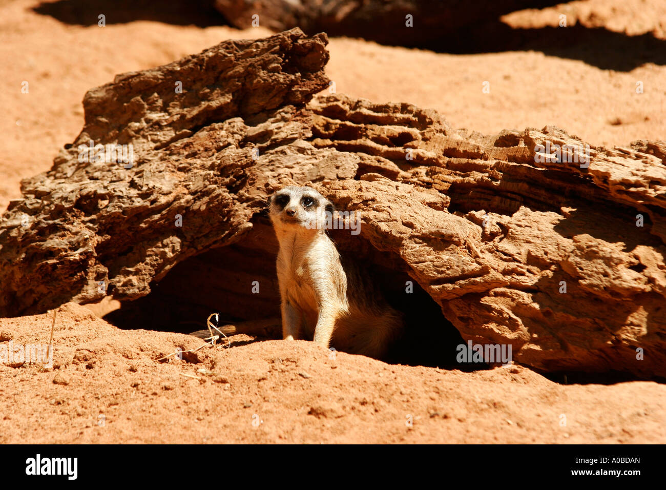 Slender-tailed Meerkat Suricata Suricatta im Taronga Zoo in Sydney New South Wales Australien. Stockfoto