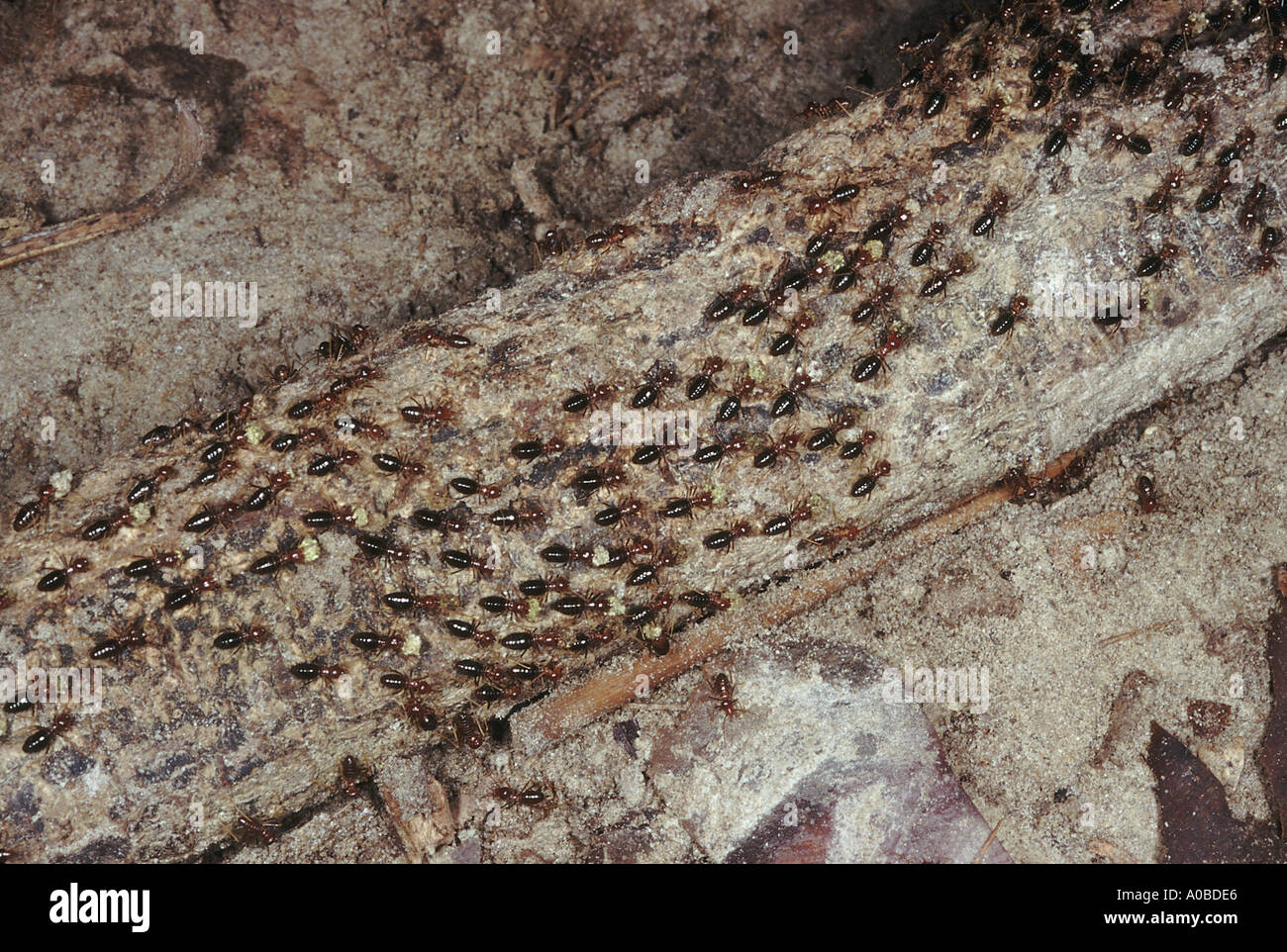 Eine Gruppe von Termiten einen gefallenen Zweig auf dem Waldboden voran. Termiten sind in der Regel Sonnenlicht vermeiden. Stockfoto