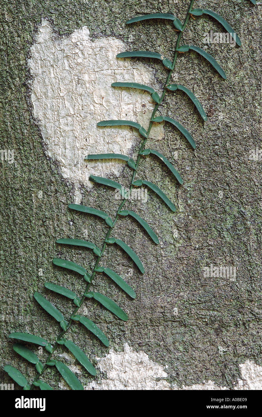 Die Andaman Vielfalt der Pothos mit längeren, schlankeren verlässt. Pothos bezieht sich auf die Efeutute. Stockfoto