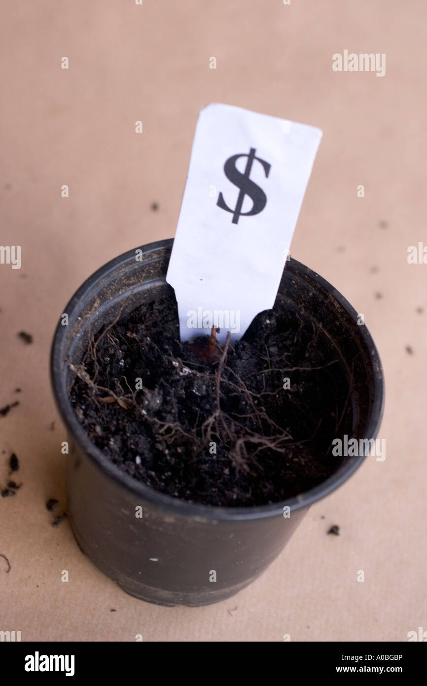 Wachstum Topfpflanze mit Erde und Label mit Dollar-Währung der USA Vereinigte Staaten von Amerika Stockfoto