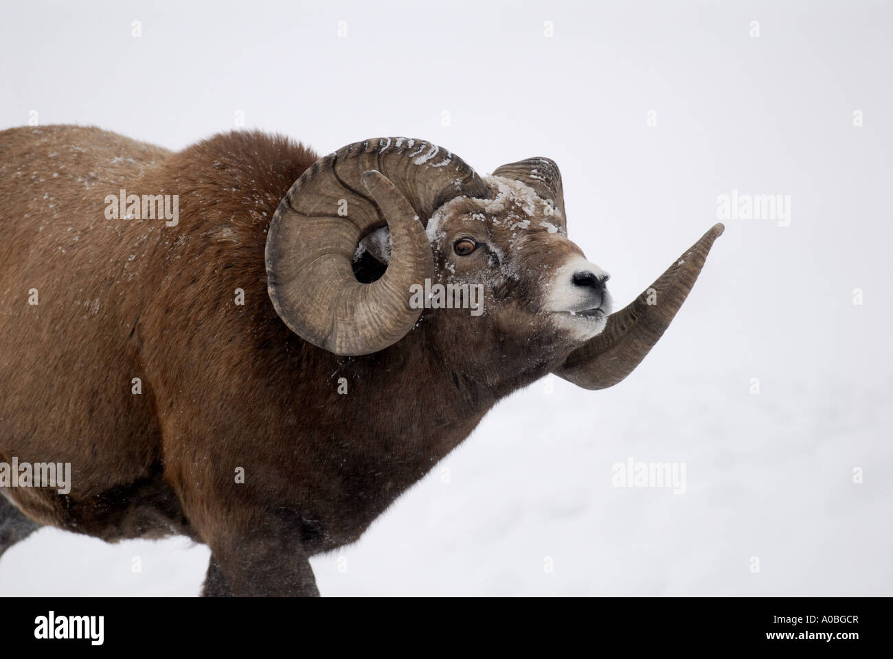 Bighorn Schafe aggressiv Stockfoto
