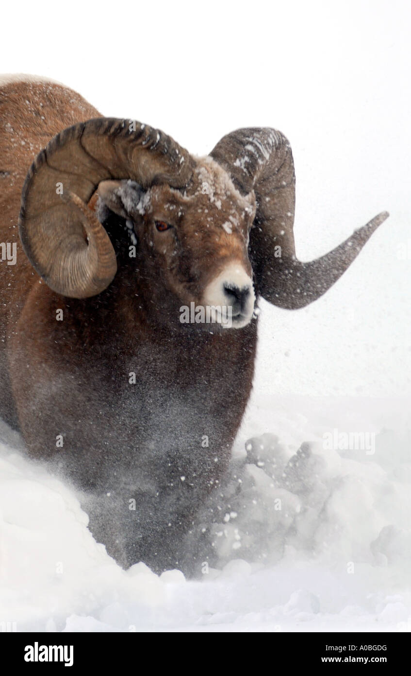 Bighorn Schafe durch den tiefen Schnee Begrenzungsrahmen Stockfoto