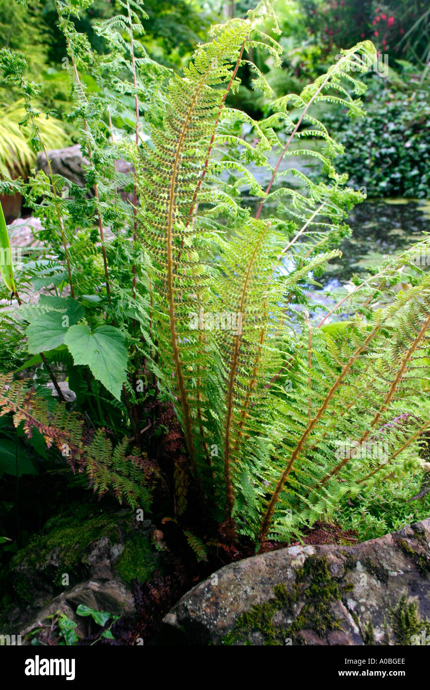 Farn am Rand des Gartenteich Stockfoto