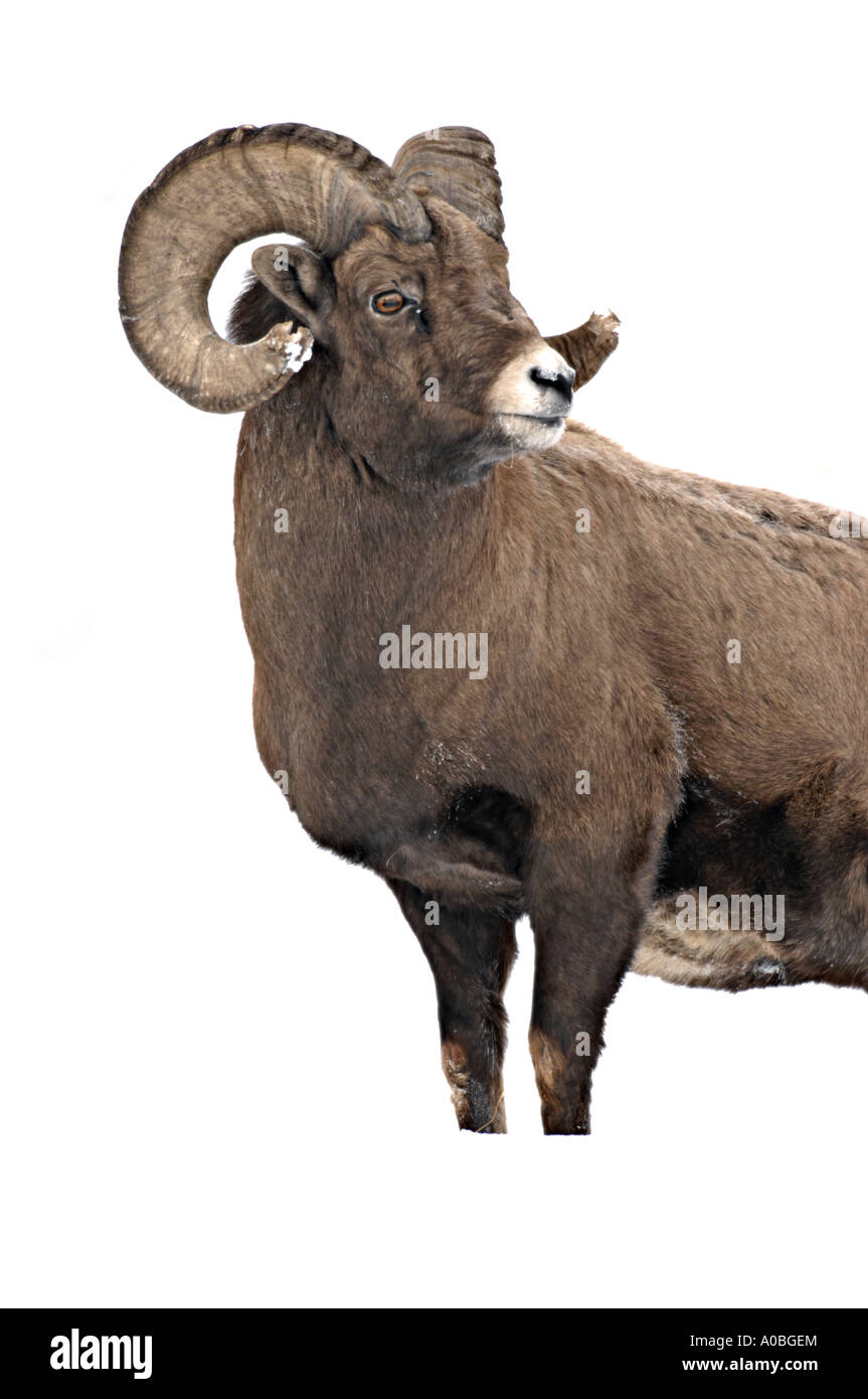 Bighorn Schafe stehen im Rückblick Stockfoto