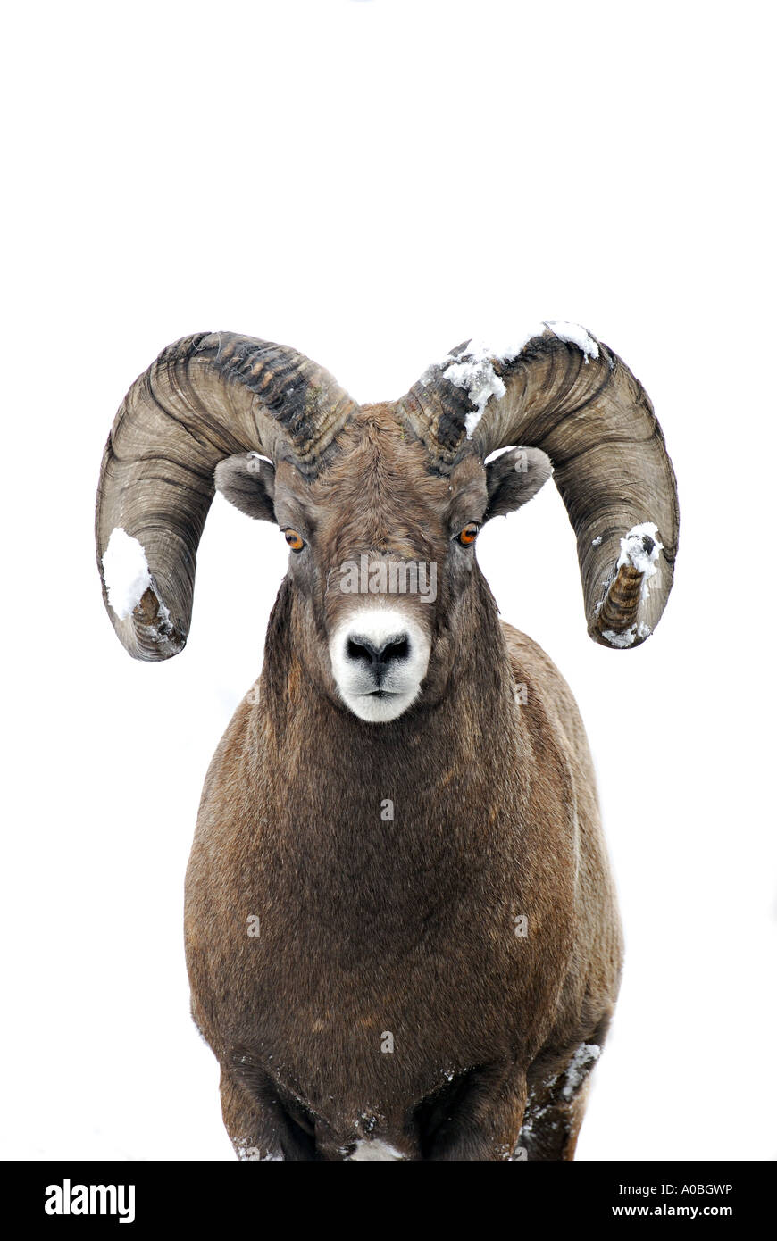 Dickhornschafe 69 Stockfoto