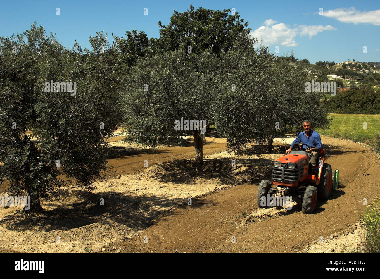 Bauer auf Mini-Traktor Anbau Olive Grove Stockfoto