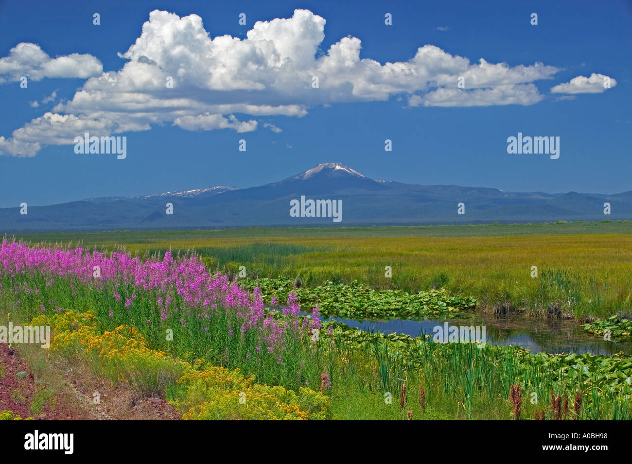 Klamath Marsh National Wildlife Refuge mit Kaninchen Bürste Weidenröschen und Mt Scott Oregon Stockfoto