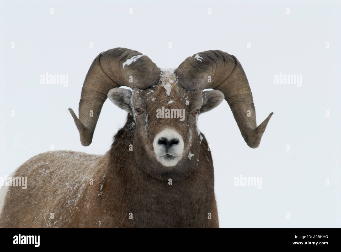 Ein Porträt des Bighorn Sheep Stockfoto