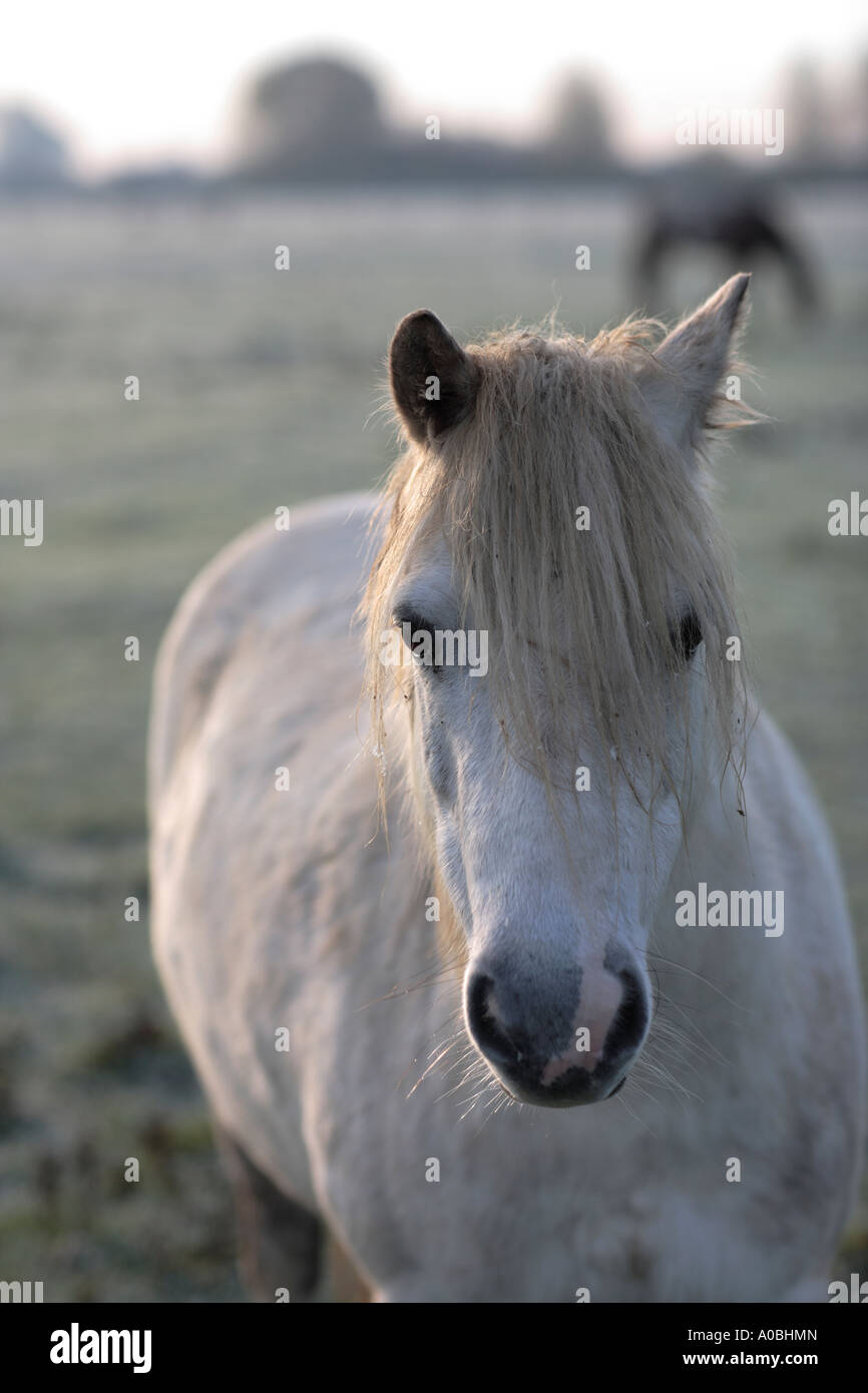 Weißes Pferd, Port Wiese, North Oxford, UK Stockfoto