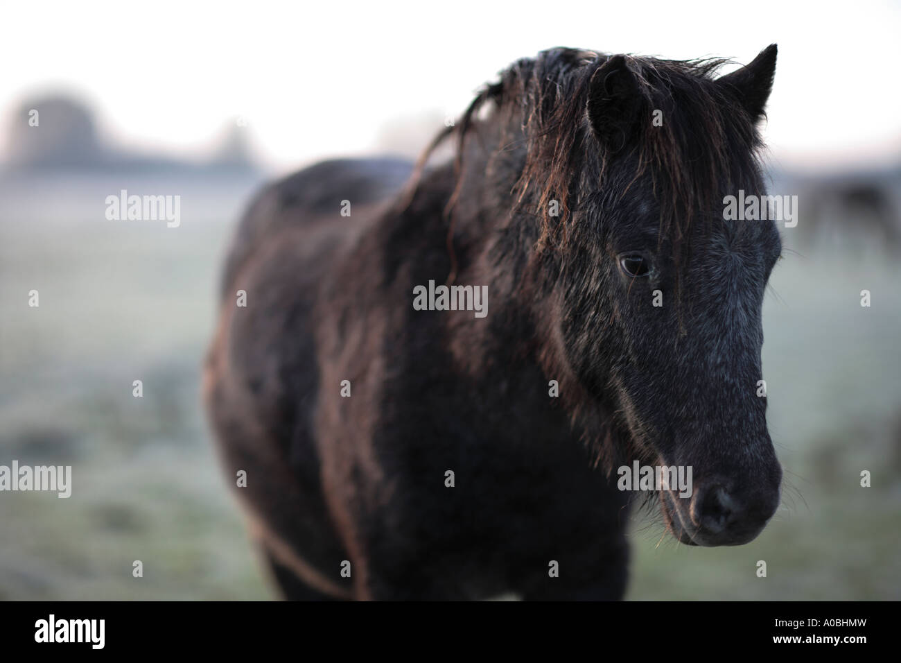 Junges Pony, Port Wiese, North Oxford, UK Stockfoto