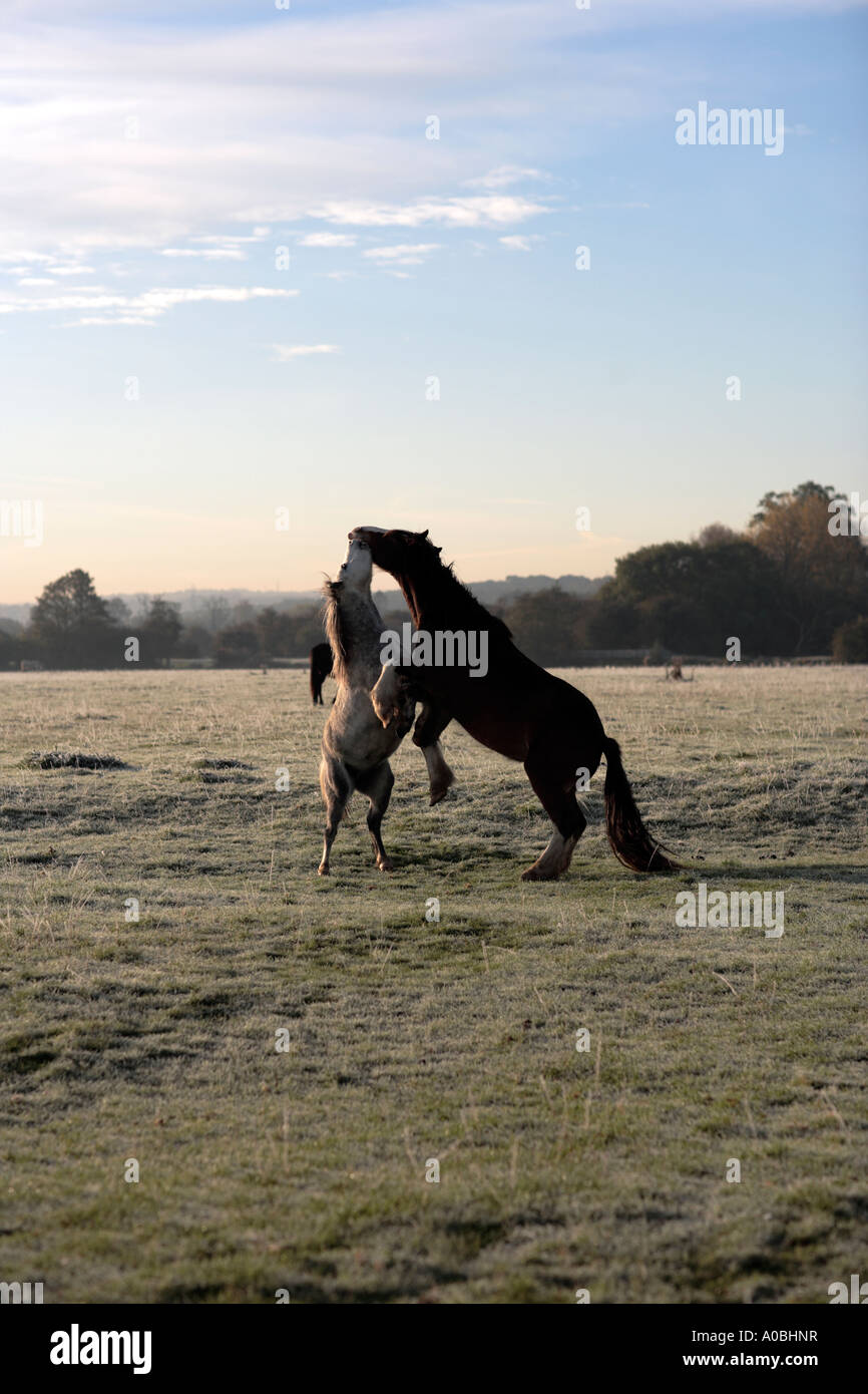 Spielerische Pferde auf Port Wiese, North Oxford. UK Stockfoto