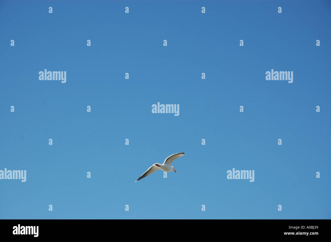 Möwe im Flug Stockfoto
