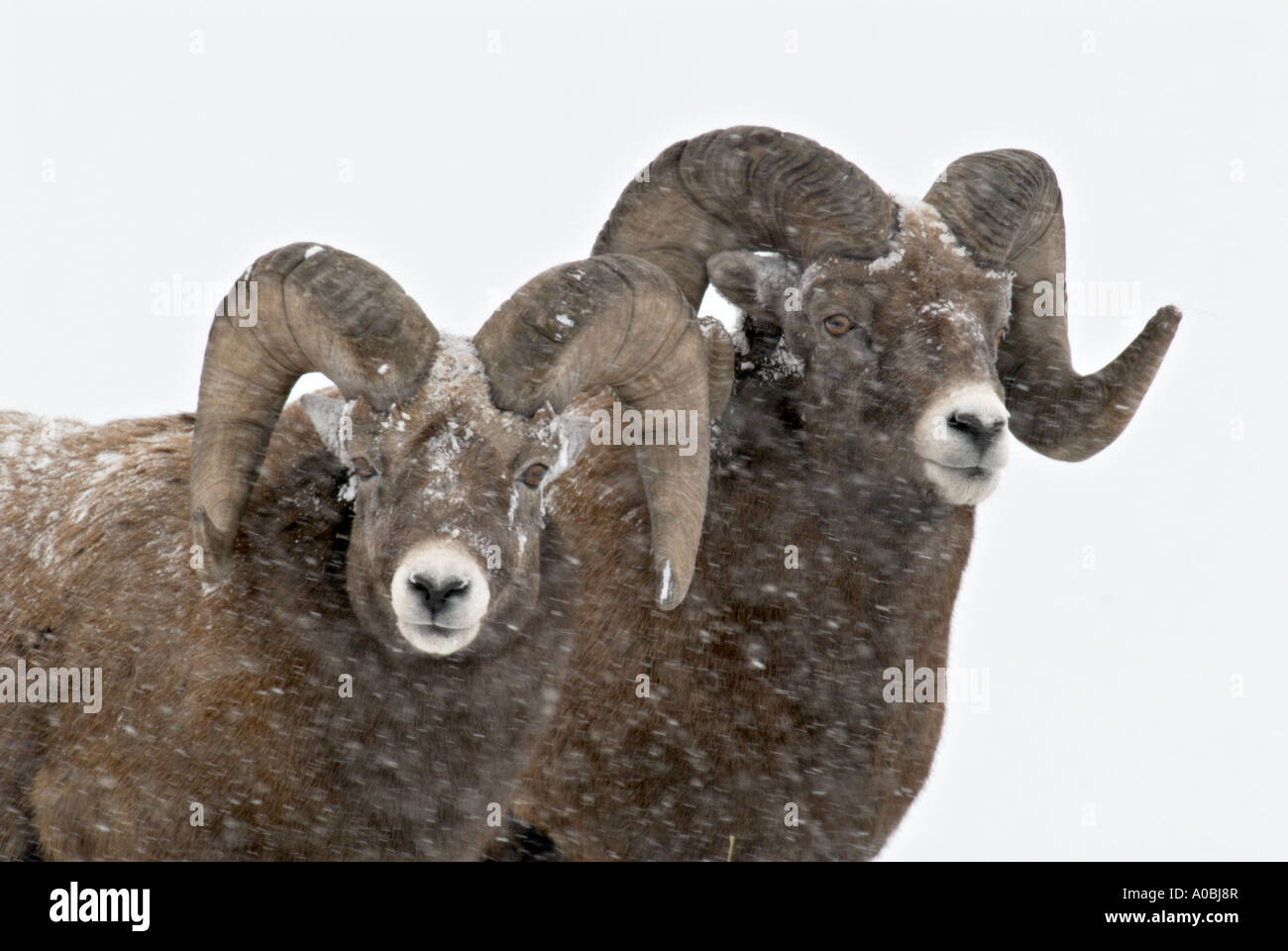 Ein paar Dickhornschaf Porträt Stockfoto