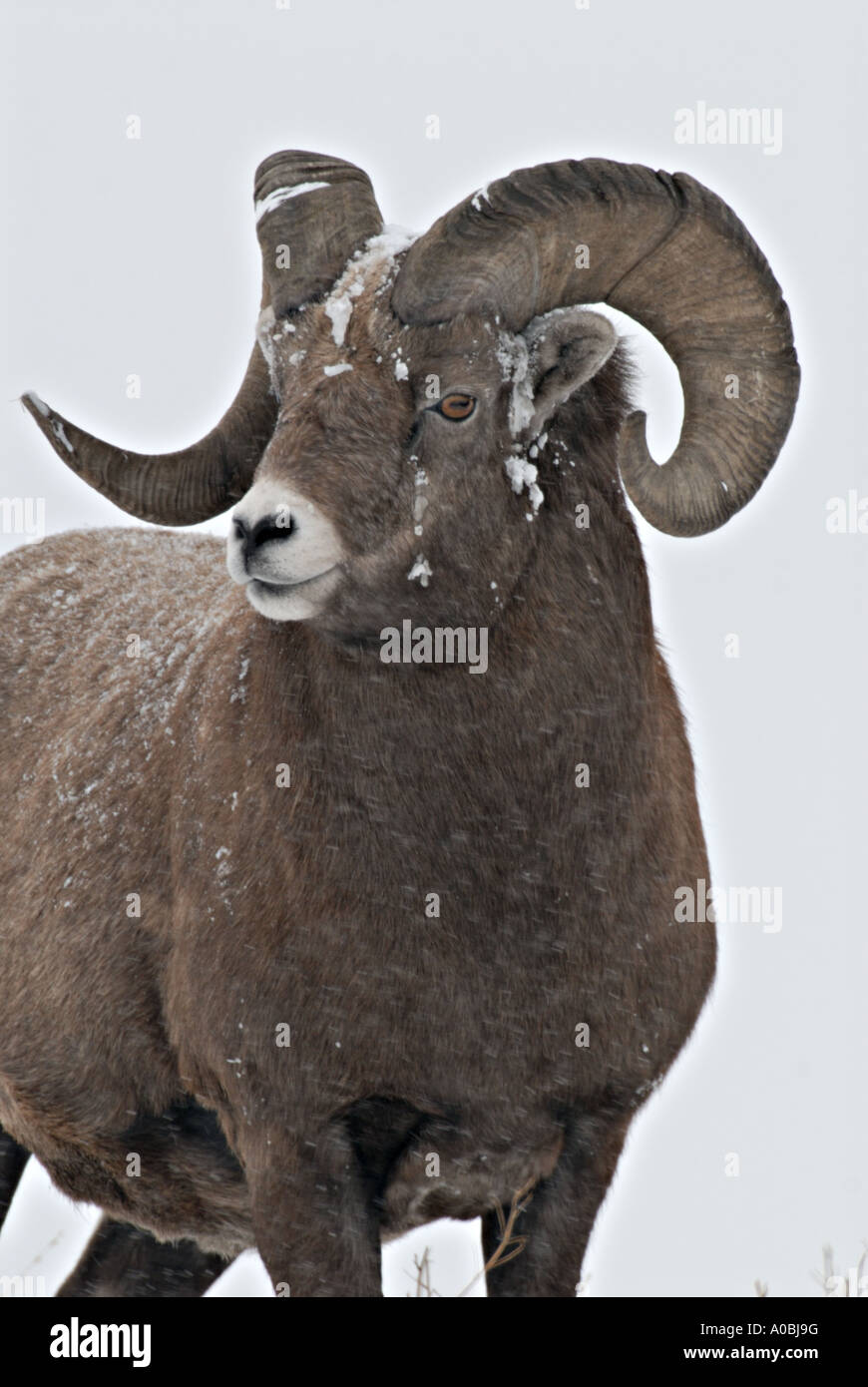Bighorn Schafe Porträt Stockfoto